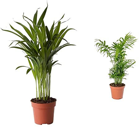 DECOALIVE Palmera Bambú o Palma Frutos de Oro Palmera de Interior Planta Natural, 8436601571632 & Chamaedorea Elegans Palmera de Salón Camadorea Palmera de Interior Planta Natural,