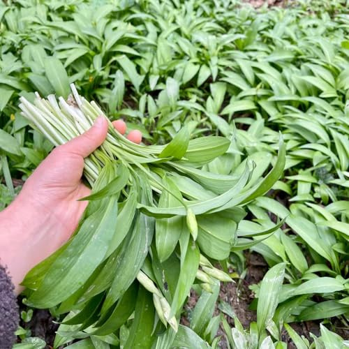 semillas de ajo silvestre perenne - frescas resistentes para jardín, orgánicas interior con exóticas 50pcs