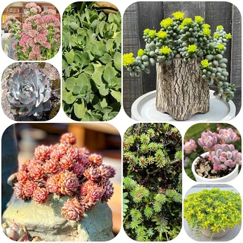 Semillas de sedum para techos verdes de jardín de rocas resistentes sedum Mini reales, para en bancal elevado perenne resistente 125pcs