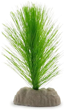 WAVE Blyxa Plante Classique pour Aquariophilie Taille S