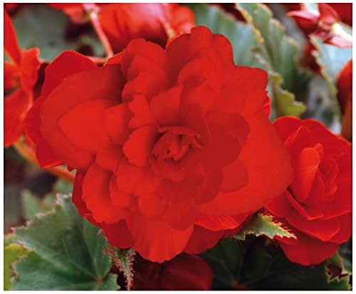PREMIER SEEDS DIRECT - Begonia Tuberous - Illumination - Scarlet F1 (120 Pellets)
