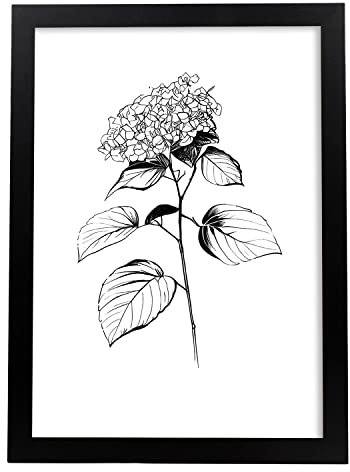 Nacnic Ortensia Illustrazione di poster botanico di piante di fiori in bianco e nero Linea minimalista nordica Stampe per camera dei bambini interior design Modello 2 A4 con cornici nere