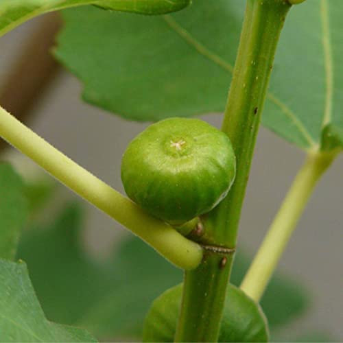 Semilla de higuera verde '' Peloponnisiaka Aspra '' ~ 20 semi di alta qualità - variedad greca
