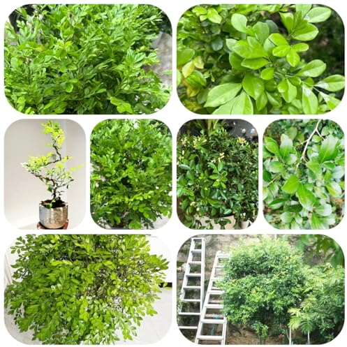 Hojas de curry - semillas semillas de hierbas plantas en macetas plantas balcón resistentes jardín jardín hierbas árboles en maceta planta hojas curry interior macetas exóticas bonsái 100pcs