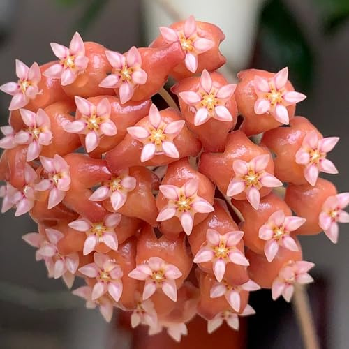 hoya frühlingsblumen balkonpflanzen frühling blumensamen kaufen blumenwiesensaat dachbegrünung bonsai topf schmetterlingsflieder sommerblumen blumensaat kräutersamen blumendeko 100samen