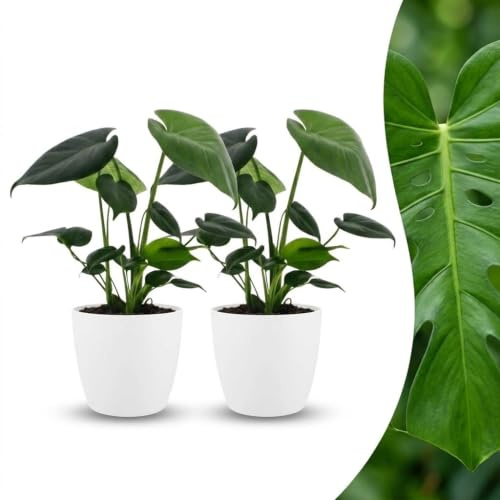 Monstera Deliciosa - Pianta dei buchi - 2 piante - con vaso bianco - 30cm - Ø12cm