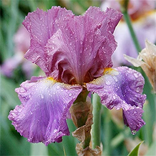 Iris germanica |Collezione di Doppio fiore | piante a radice nuda | Iris Misti | iris perenne | perenni resistenti all'inverno