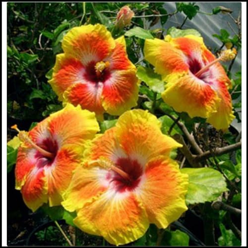 Hibiscus Knollen,Blumenzwiebeln Mehrjährig winterhart,Gartenzwiebeln,Ausgezeichnete Verzierung,Mysteriöse Magische Glühbirne,Hibiskus Pflanzen,seltene pflanzen.-1zwiebeln-N