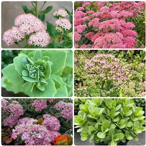 sedum (sedum) semillas de ornamentales raras semillas de interior, jardín, como recuerdo fiesta balcón interior purificadoras aire 350semillas