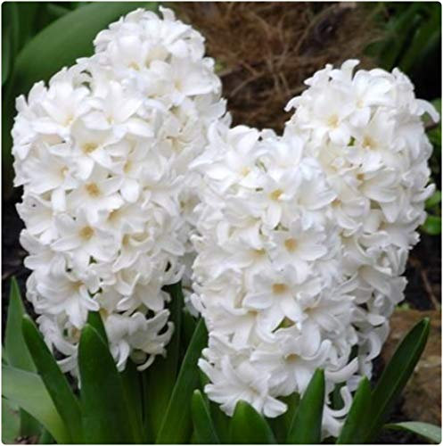 White Hyacinth 'White Pearl' X 10 Spring Flowering Bulbs, by Growtanical®