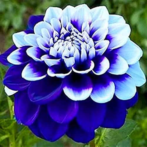 Dahlia Bulbs Mix for Planting Now UK,Hardy Perennial,Strong Plants That Grow Well,Dahlia tubers Bulk,Wedding Flowers,Beauty of Garden,Gift Ready-2bulbs-H