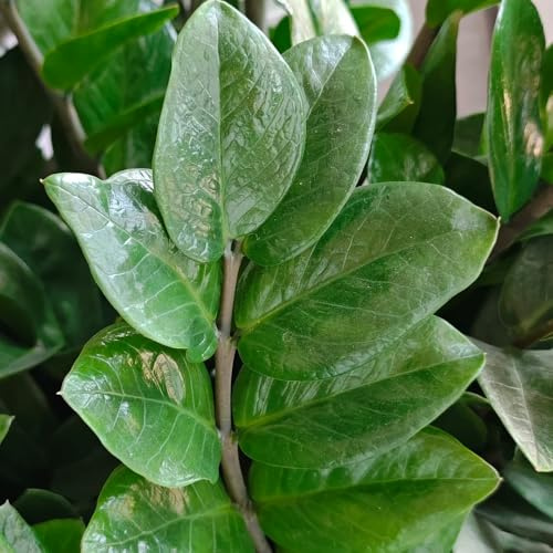 Semi di piume portafortuna, da appartamento, semi biologici Zamioculcas zamiifolia, semi esotici Le sempreverdi sono resistenti 10pcs