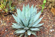 Seeds rare var agave parryi. Cousei @ j @ hardy succulent exotic aloe seed 50 seeds