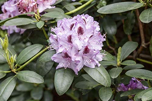 Rhododendron Hybride Humboldt 60-70 cm rosa Blüten winterhart