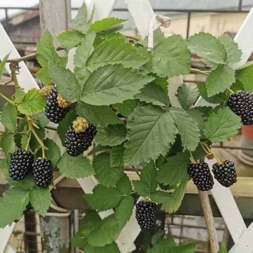 moras - Semillas de resistentes balcón zarzamora raros resistentes jardín en Cultivo de verdes, interior 75semillas