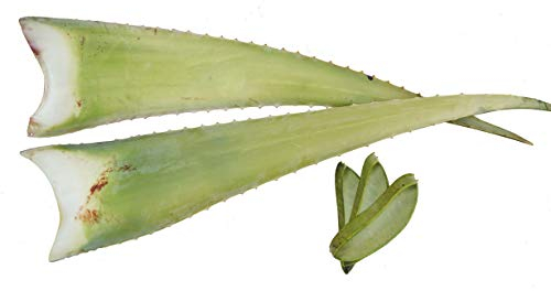 2 x Beste Bio Aloe Vera Barbadensis Blätter, Health for All