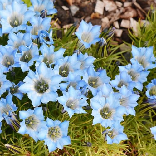 Enzian blumensamen balkon wildblumensamen pflanzenkübel topfpflanze winterharte stauden für pralle sonne pflanzensamen exotisch schattenpflanzen garten winterhart gartenblumen 60samen