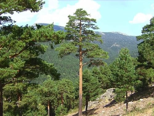 40 Waldkiefernsamen (Pinus Sylvestris)