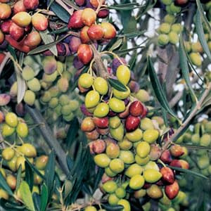 Pianta di ulivo, olea europea, pianta da olio o ornamentale, h130-150cm, età 2 anni (Koroneiki)