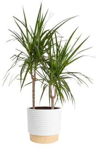 Costa Farms Dracaena Marginata Magenta Madagascar Dragon Tree, Live Indoor Plant, Easy to Grow Houseplant Potted in Decor Planter Pot, Living Room Home and Office Decor, 3-4 Feet Tall