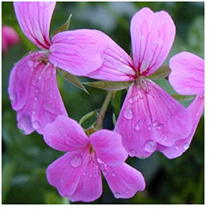 Trailing Geranium Decora Lilac - 6 Starter Plants -Geraniums .Fantastic for Hanging Baskets, Plug Plants. Glam up Your Garden.Summer is here!