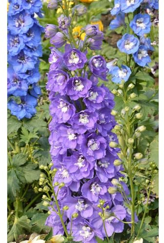 Semi di Delphinium-facile da piantare resistenti per giardini interni resistenti in vaso 350pcs