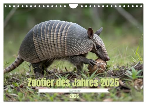 Zootier des Jahres 2025 - Gürteltier (Wandkalender 2026 DIN A4 quer), CALVENDO Monatskalender: Faszinierende Einblicke in die Welt der Gürteltiere. (CALVENDO Tiere)