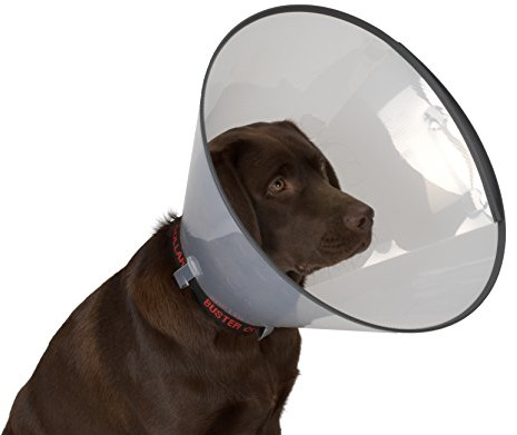 Buster, Collare elisabettiano a Imbuto Classico