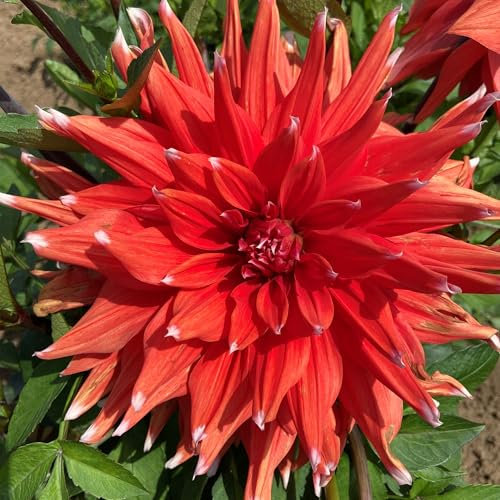 Dahlia Colour Spectacle Flower Bulbs - Colourful Summer Flowering Bee Plants - Easy to Grow Tubers for Large, Vivid Orange Flowers - Grow in Beds, Borders, and Pots (Pack of 3 Dahlia Bulbs)