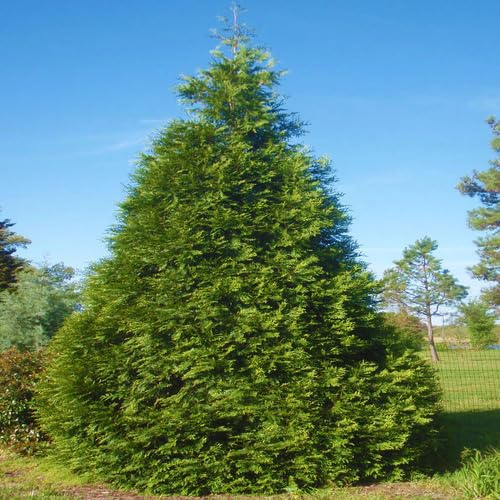 Fresh 50Pcs Green Thuja plicata Tree Seeds