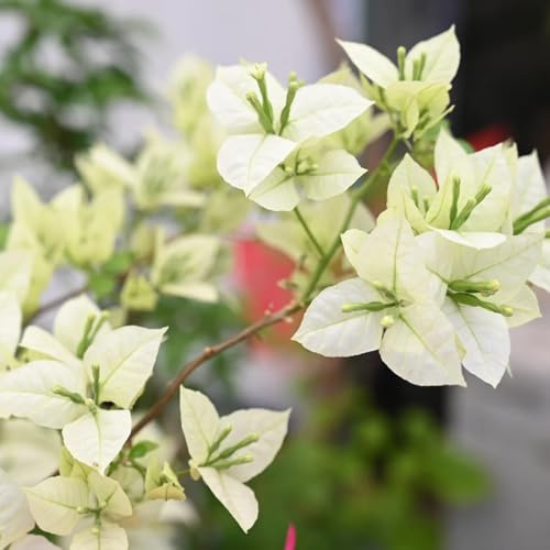 comprar semillas de buganvilla resistentes silvestres balcón, arbustos resistentes triple Semillas balcón perennes y ornamentales, decoración 150pcs