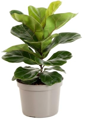 Planta de Interior Ficus Pandurata Enano Ficus Lyrata Bambino DECOALIVE Ø12 cm con Porte Compacto y Altura 30-35 cm