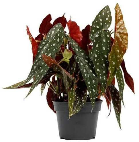DECOALIVE Flor de Interior Natural Begonia Maculata Planta muy Resistente