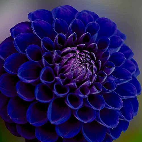 2PCS Dalia bulbi a Perenne Giardino Importante Supplemento a Colori Illuminare Giardino Estate Periodo di Fioritura Lunghi Rami Foglie Alle Armi amichevole di Alta Germinazione