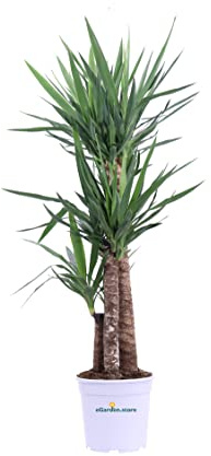 Pianta di Yucca Elephantipes pianta da interno pianta tropicale pianta ornamentale di Yucca pianta succulenta pianta vera venduta da eGarden.store (Vaso 24 cm)