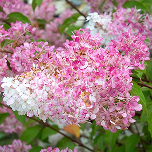 Hydrangea paniculata 'Vanille Fraise' in a 17cm Pot