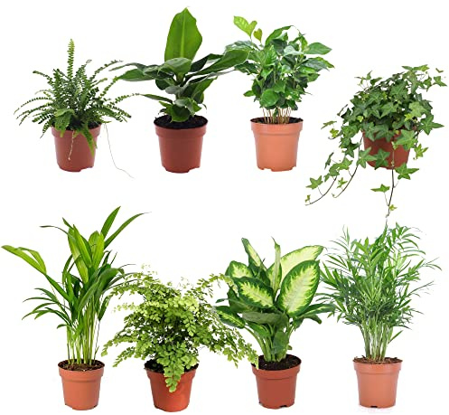 Pack de 8 Plantas de Interior con Hojas Verdes I: Helecho Espada, Platanera, Planta del Café, Hiedra, Palmera Areca, Helecho Adiantum, Dieffenbachia y Palmera Chamaedorea