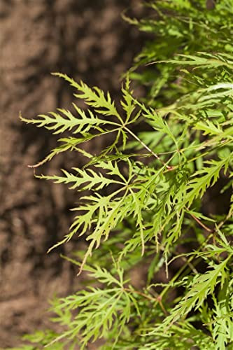 Acer palmatum 'Dissectum Viridis' 30–40 cm – Winterhart, Mehrjährig – Grüner Schlitzahorn – Ziergehölz für Kübel & Garten