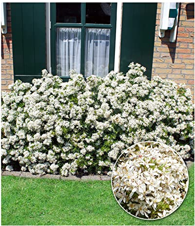 BALDUR Garten Orangenblume White Dazzler®, 1 Pflanze, Choisya ternata, robust, insektenfreundlich, stark duftend, winterhart bis -10° C, pflegeleicht, Wasserbedarf gering, blühend