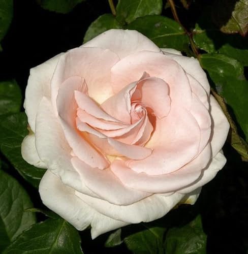 Kletterrose Schloß Bad Homburg 30-60cm - lebende Gartenpflanze aus den Baumschulen