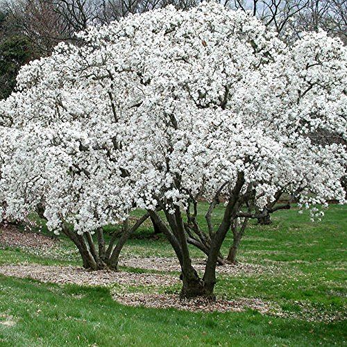 1 x Magnolia stellata - Sternmagnolie - winterharte, laubabwerfende Strauchpflanze für den Garten im Topf.