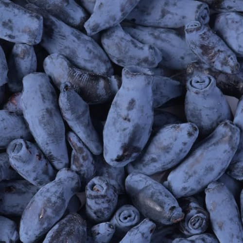 semi di lonicera caerulea da colonnari Mirtillo siberiano di sapote, resistenti da balcone colonnari da resistenti 60pcs