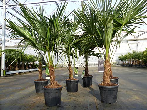 gruenwaren jakubik Trachycarpus fortunei 140-170 cm Palme Hanfpalme, winterhart bis -18°C