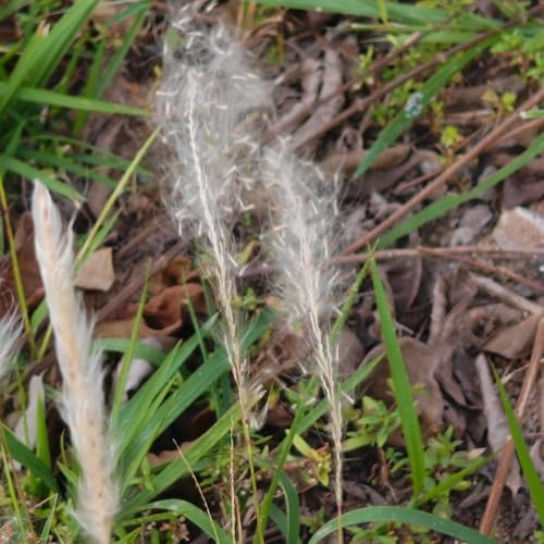 semillas de sangre, terraza Imperata cilíndrica resistentes al aire libre ornamentales 40pcs