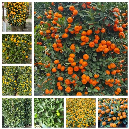 calamondinsamen - dekoration wohnzimmer winterharte orangenbaum deko balkon 350pcs