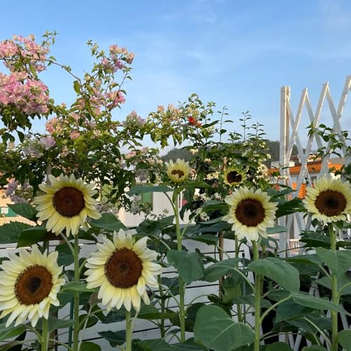 sonnenblumen seltene steingarten bodendecker stauden kletterpflanzen garten gartenblumen balkonblumen indoor alte sorten bio pflanzensamen topfpflanzen deko büro outdoor rankpflanzen 120samen