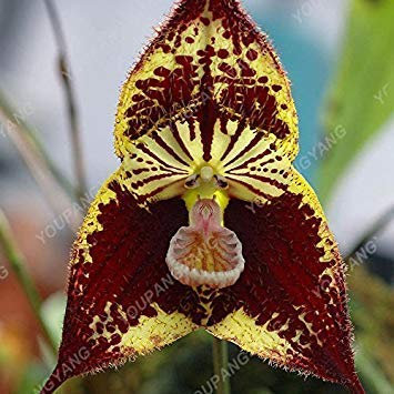 Cebollino semilla, Herencia, orgánico, no GMO, más de 25 Semillas, cebollino semilla, Semillas de cebollino