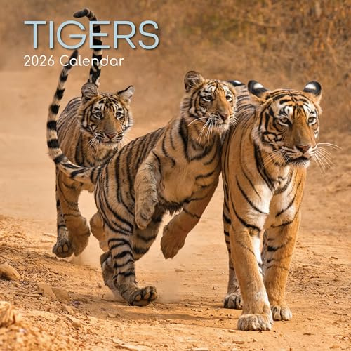 TGSC | Tigrar 2026 kalender 16 månader (september 2025-dec 2026) Familj fyrkantig väggkalender 2026 UK | Planerare med stort rutnät för hem- eller kontorsorganisation - Djur 2026/2025 kalender UK