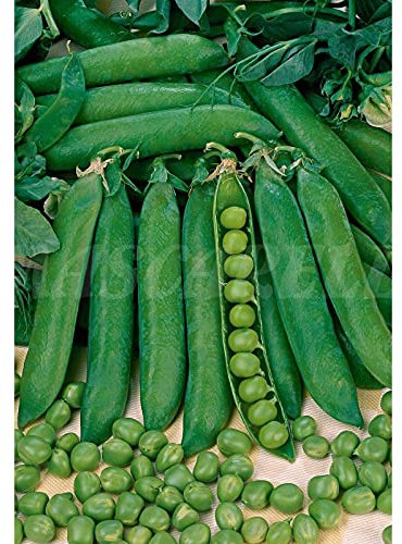 Semillas hortícolas - Guisante televisión medio enrame 250gr - Mascarell