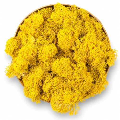 Lichene Stabilizzato Vero 100% Naturale, 250g - Muschio Scandinavo Conservato per Decorazioni - Ideale per Parete Verde, Terrario, Presepi, Modellismo e Composizioni Fai da Te (Giallo, 250g)